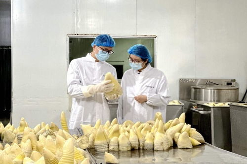 搶鮮出海 畬鄉筍罐頭走俏西班牙，傳統食品打開國際新銷路